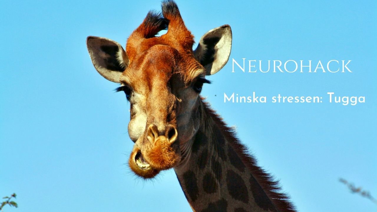 Neurohack. minska stress genom att tugga.